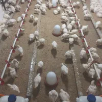 نیپل یا آب خوری مرغ