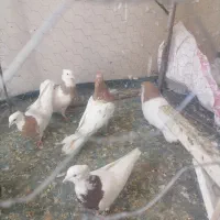 12 عدد کفتر طوقی ساده  خوشگل مفت
