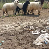 ۴ عدد بره پرواری