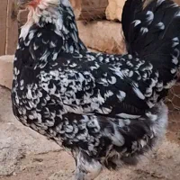 فروش مرغ وخروس گلین