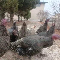 بوقلمون فروشی