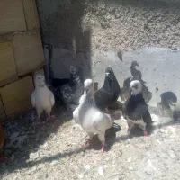 کفترغریب‌گیری