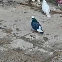 ۲۰عددکبوتر خوب جفتی ۵۰۰هزار