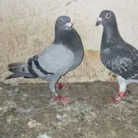 کبوتر آلمانی جفتکاه