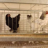 فروش دو عدد مرغ نژاد برهما وارداتی اصیل و هیکلی