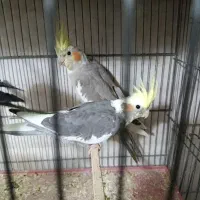 عروس هلندی