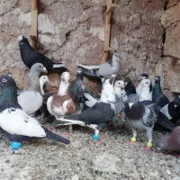 کبوتر|پرنده|مشهد, حیدرآباد|دیوار