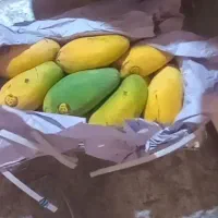 انبه درجه1 صادراتی