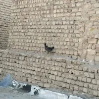 نوچه مرغ و خروس