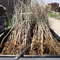 نهال توت و شاه توت