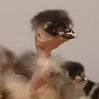 گلین گردن لخت