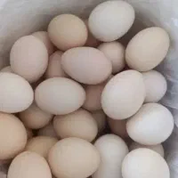 تخم مرغ نطفه دار