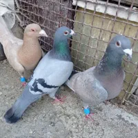 پلاکی
