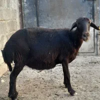 گوسفندماده اصل افشار جوان مناسب نگهداری وقربانی