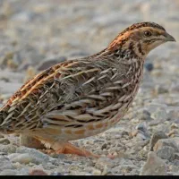 بلدرچین ماده تخم گذار