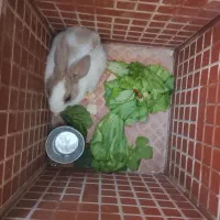خرگوش