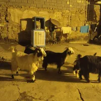 بزوبیگ