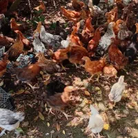 جوجه گلپایگانی دوماهه