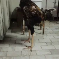 خروس لاری .دانگ بالا