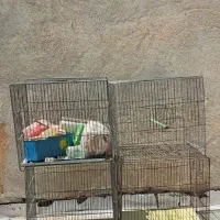 قفس پرنده