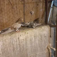 جوجه سور طوق سور  پلاکی