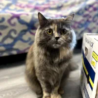 واگذاری ۳ عدد گربه باهم