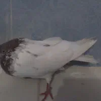 جوجه کفتر