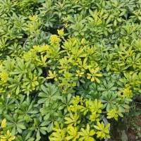 پیتسپروم همکاری سطل 10 داری