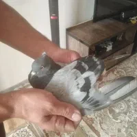 شازده سبز. ماده سبز کاکلی نر