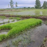 4متر توم هاشمی گرم سورتینگ زده