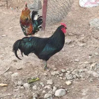 ۲ جفت استرالوپ بلک یکساله مولد