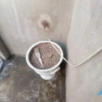 گلدون