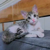 بچه گربه ۳ ماهه