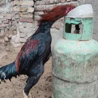 یه جفت جوجه خروس لاری ۵ ماهه