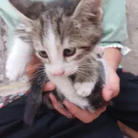 دوتا بچه گربه ملوس