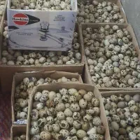 بلدرچین