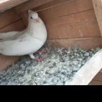 ماده طوقی نرکم خال ماده کلی سرخ