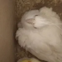 عروس هلندی جفت باجوجه