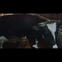 گوساله نر درجه یک