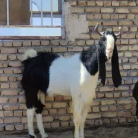 یک راس نربزپاکستانی اصل