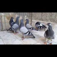 جوجه