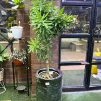 خاص ترین  مرکز گل و گیاه استان خوزستان