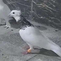 کفتر در زرقان