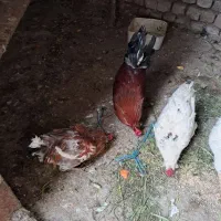 خروس گلین