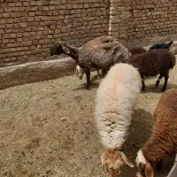 سه عدد میش با بره