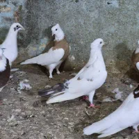 کبوتر|پرنده|بندر انزلی, کلیور|دیوار