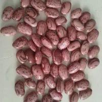 لوبیا چیتی زود پخت