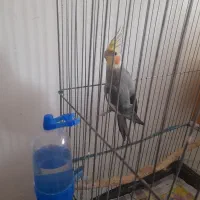 عروس هلندی نر