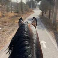 فروش و خرید اسب‌های ورزشی