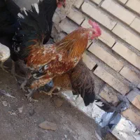 خروس گلین